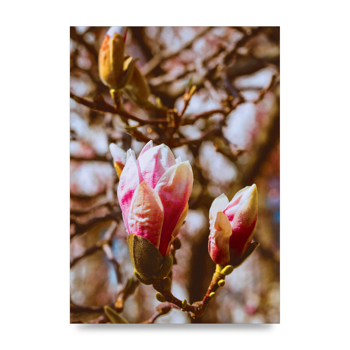 Floral Bud Wall Art - unframed print