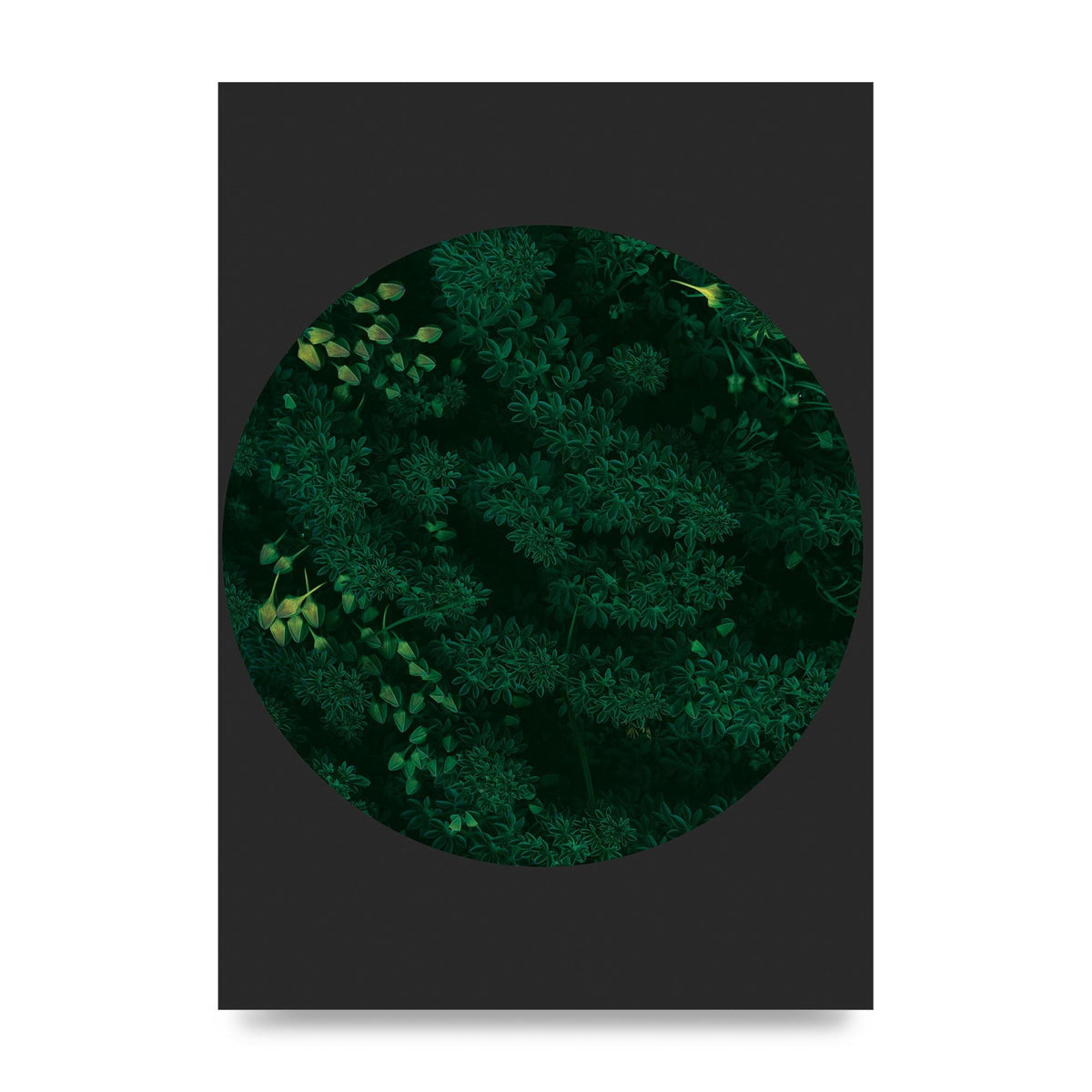 Black Back Green Plant Disc Series One Art For The Home - unframed print