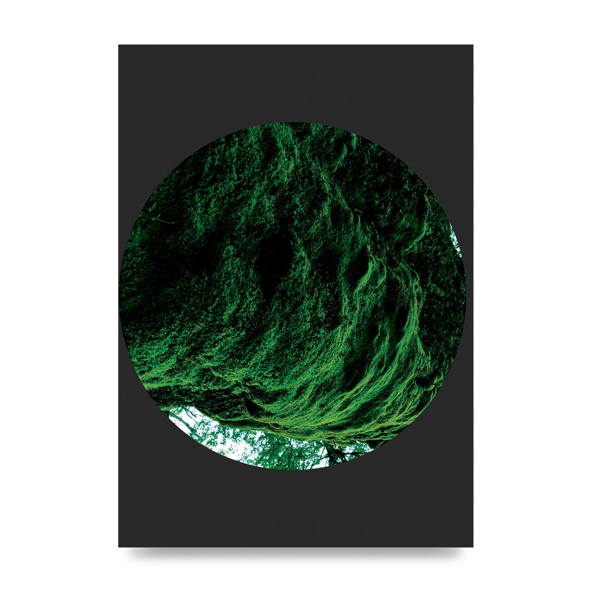 Black Back Green Plant Disc Series Four Art For The Home - unframed print