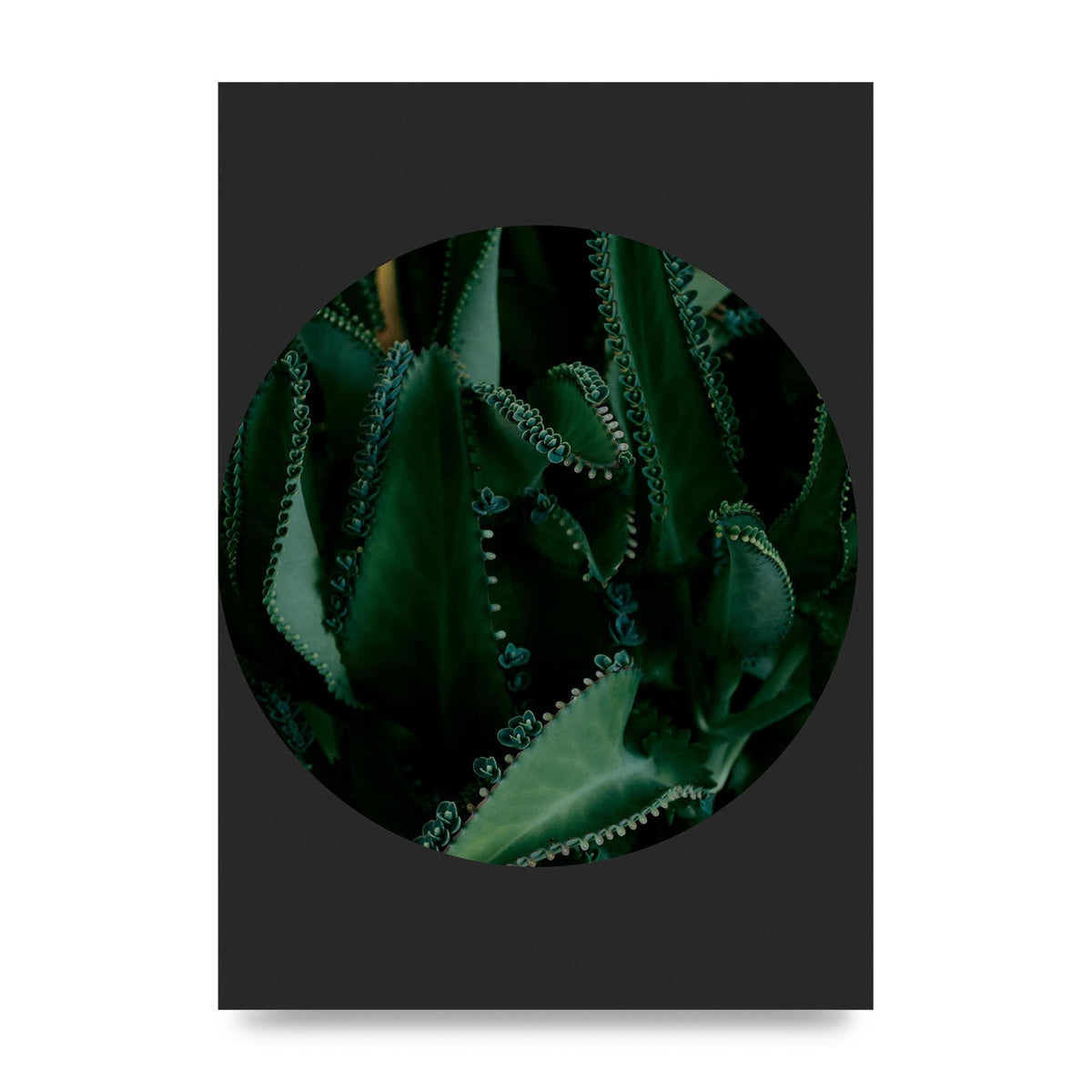 Black Back Green Plant Disc Series Six Wall Art - unframed print