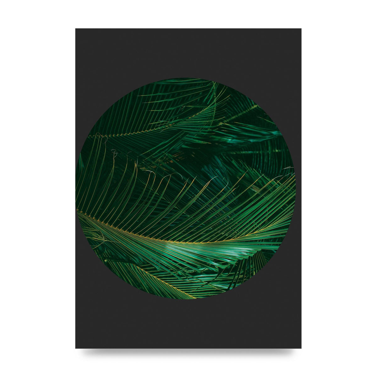 Black Back Green Plant Disc Series Seven Art For The Home - unframed print