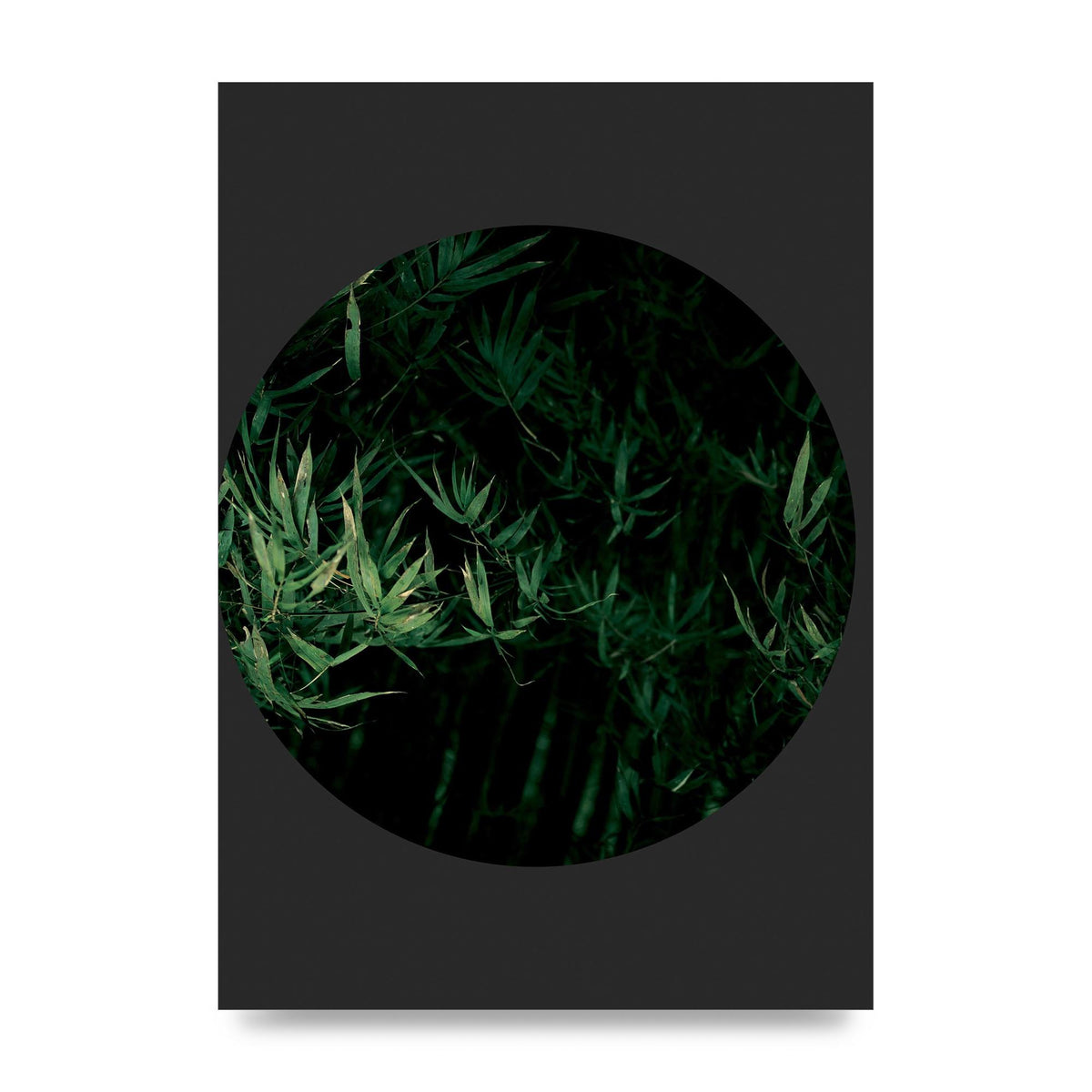 Black Back Green Plant Disc Series Eight Printed Poster - unframed print