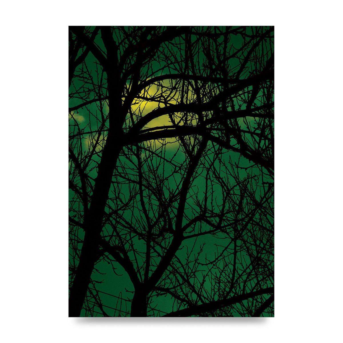 Sunset Through Trees Green Art For The Home - unframed print