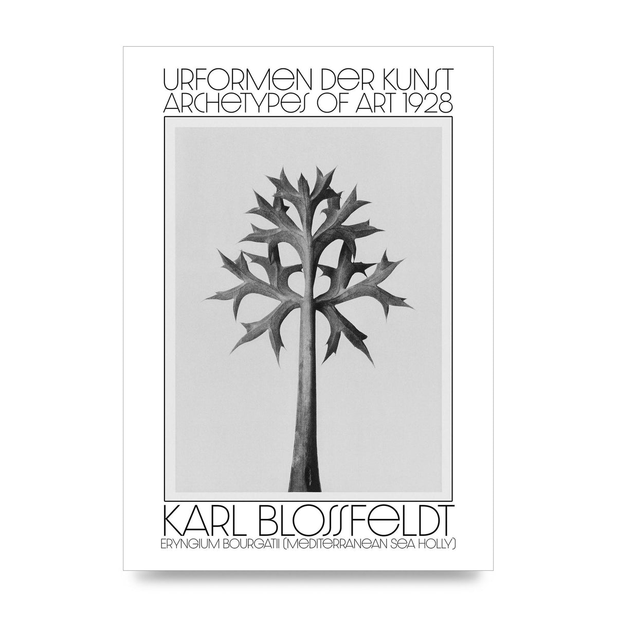 Karl Blossfeldt Urformen Der Kunst 1928 Eryngium Bourgatii Mediterranean Sea Holly Printed Poster - unframed print