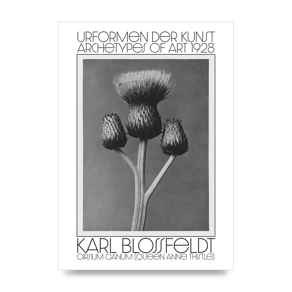 Karl Blossfeldt Urformen Der Kunst 1928 Cirsium Canum Queen Anne Thistle Wall Art - unframed print