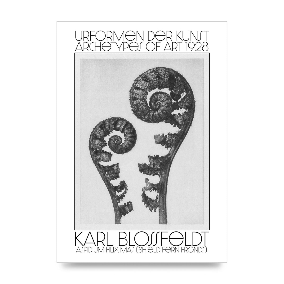 Karl Blossfeldt Urformen Der Kunst 1928 Aspidium Filix Mas Shield Fern Fronds Art For The Home - unframed print