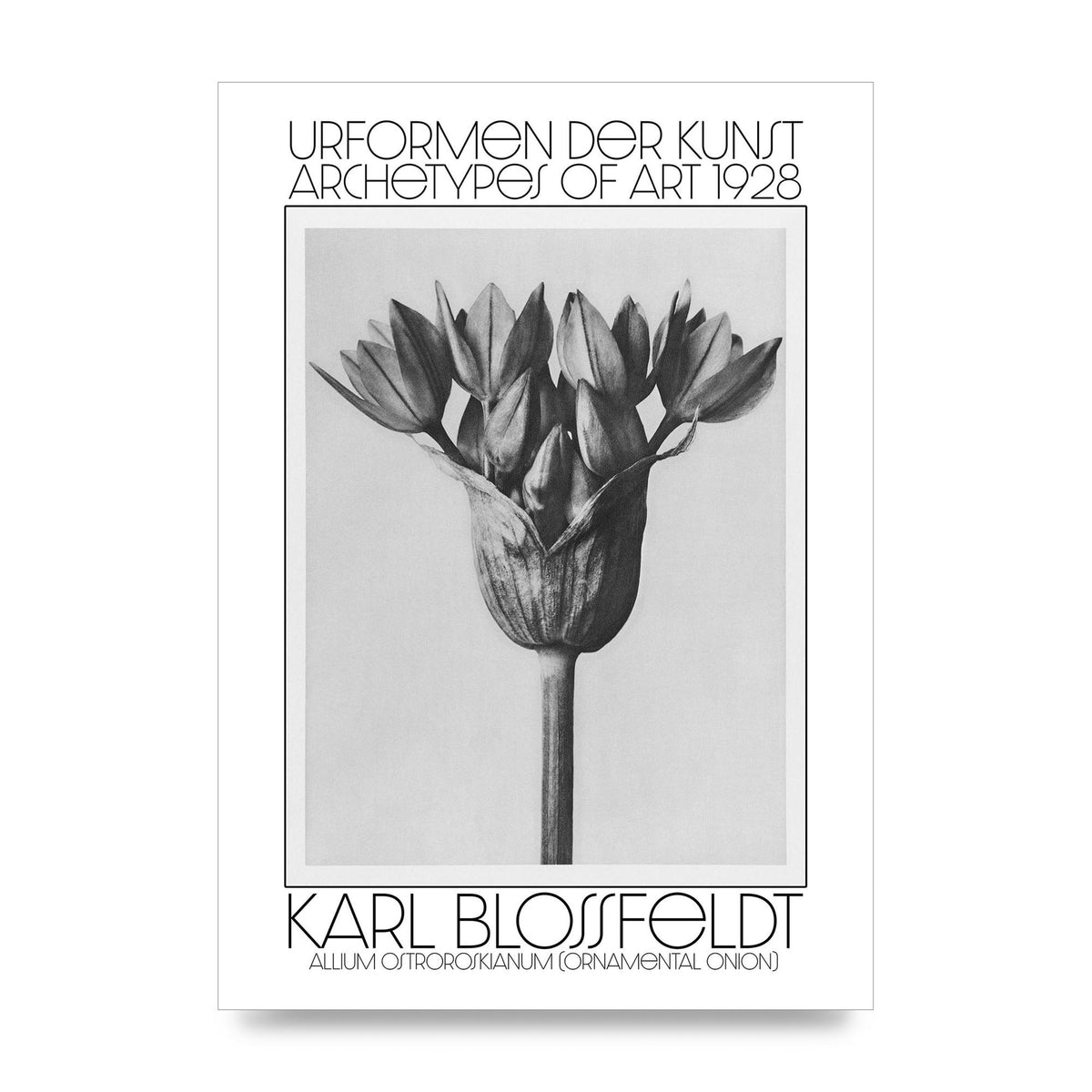 Karl Blossfeldt Urformen Der Kunst 1928 Allium Ostroroskianum Ornamental Onion Printed Poster - unframed print