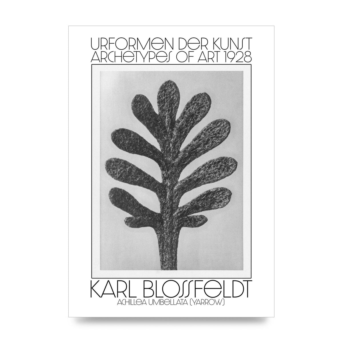 Karl Blossfeldt Urformen Der Kunst 1928 Achillea Umbellata Yarrow Art For The Home - unframed print