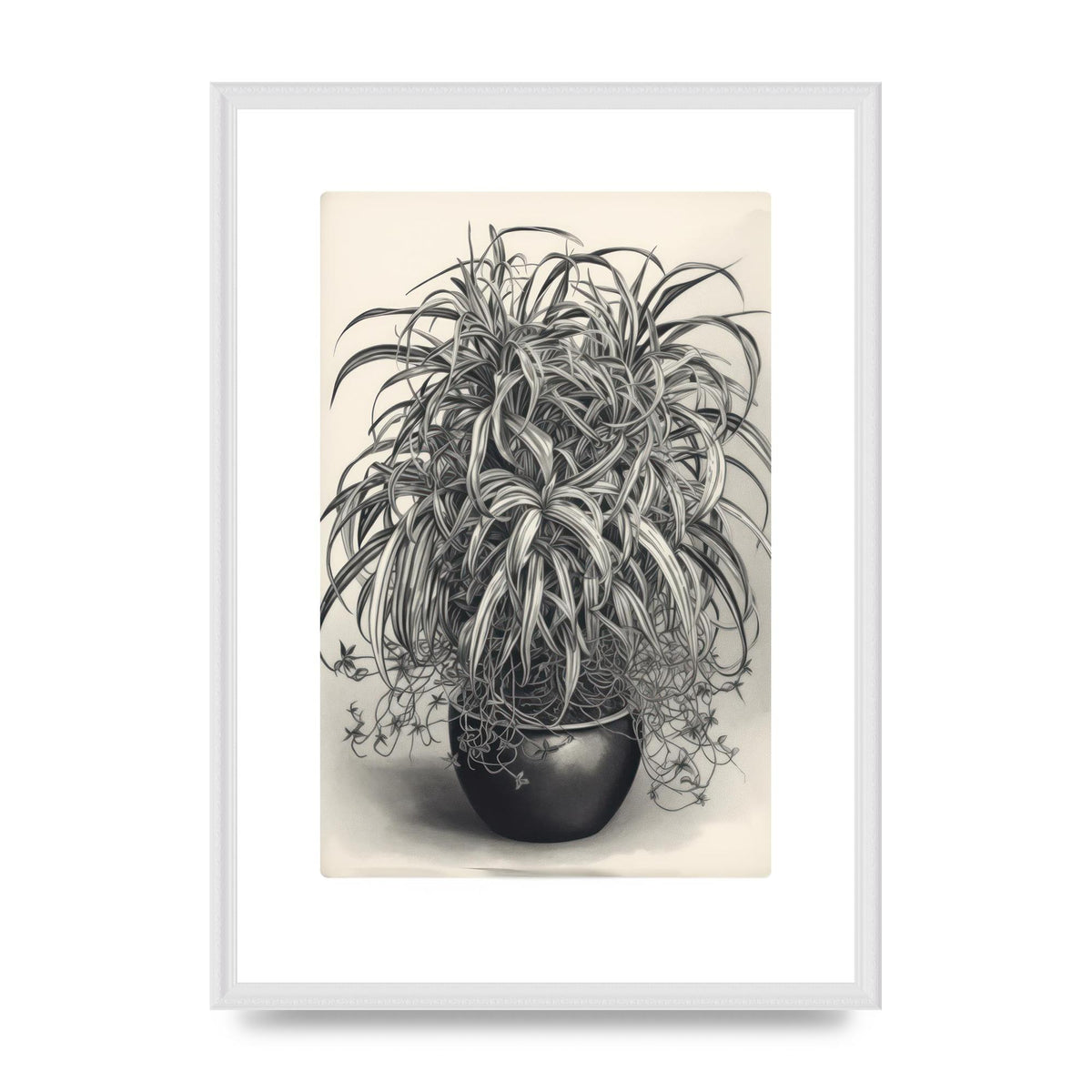 Spider Plant in Bold Monochrome
