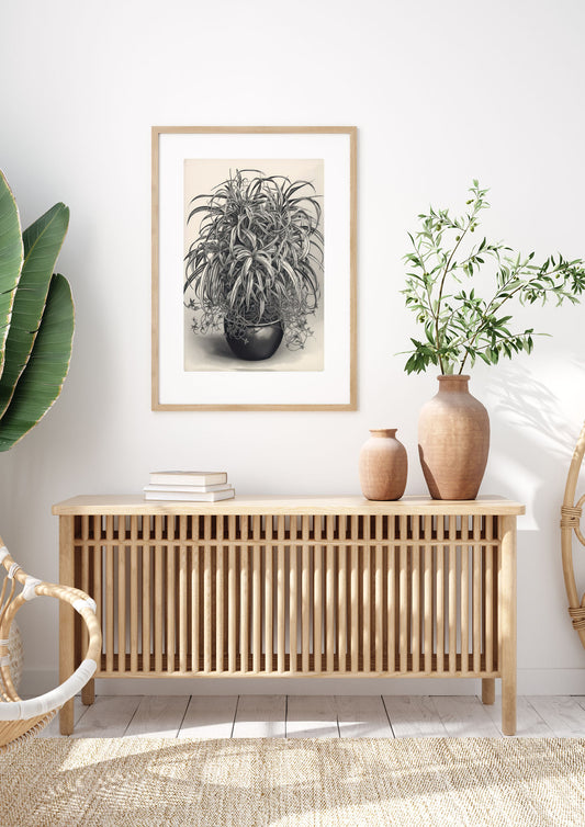 Spider Plant in Bold Monochrome