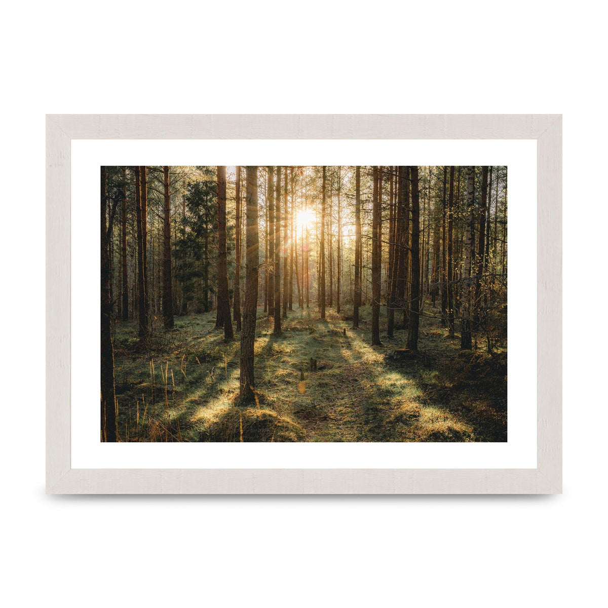 Forrest Lanscape Uppsala Sweden Wall Art - A4 framed