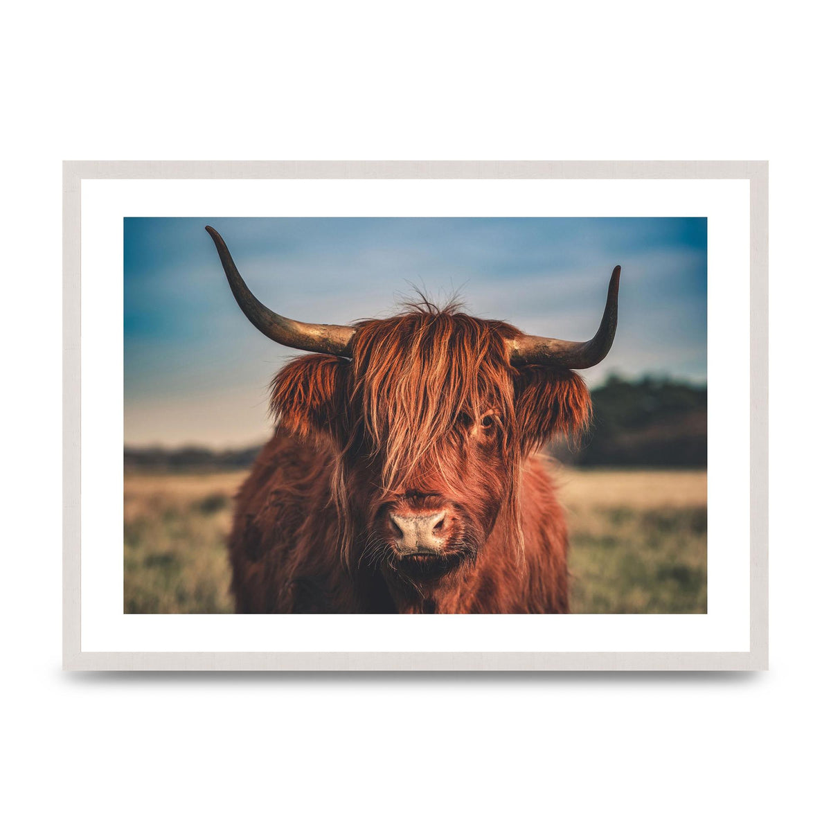 Hochlandrind Portrait print in an A2 white saw cut grain frame