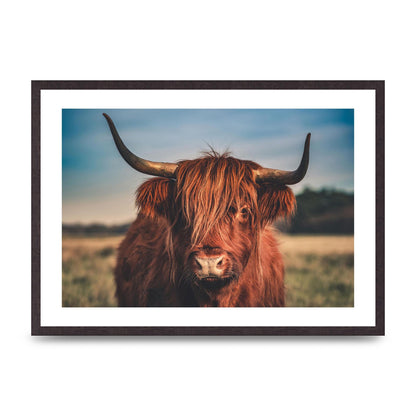 Hochlandrind Portrait Art For The Home - A2 framed