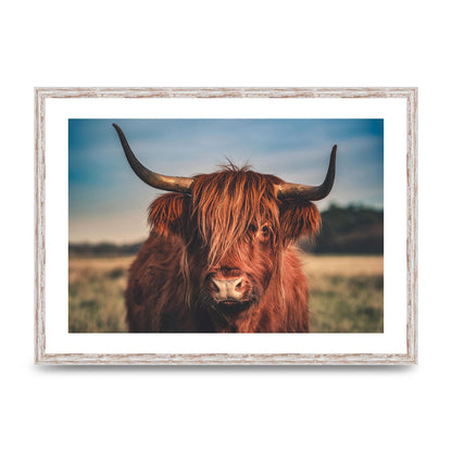Hochlandrind Portrait Art For The Home - A2 framed