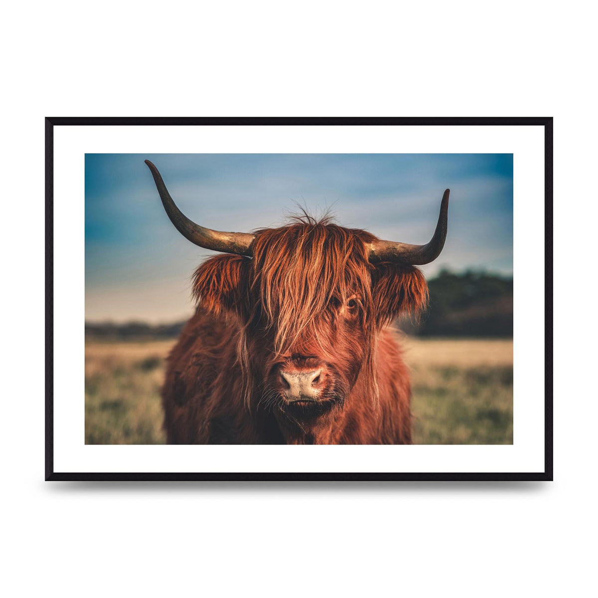 Hochlandrind Portrait Art For The Home - A2 framed