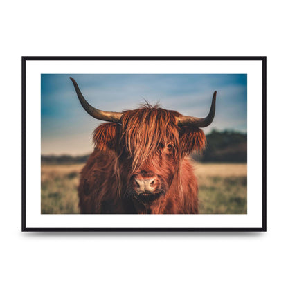 Hochlandrind Portrait Art For The Home - A2 framed