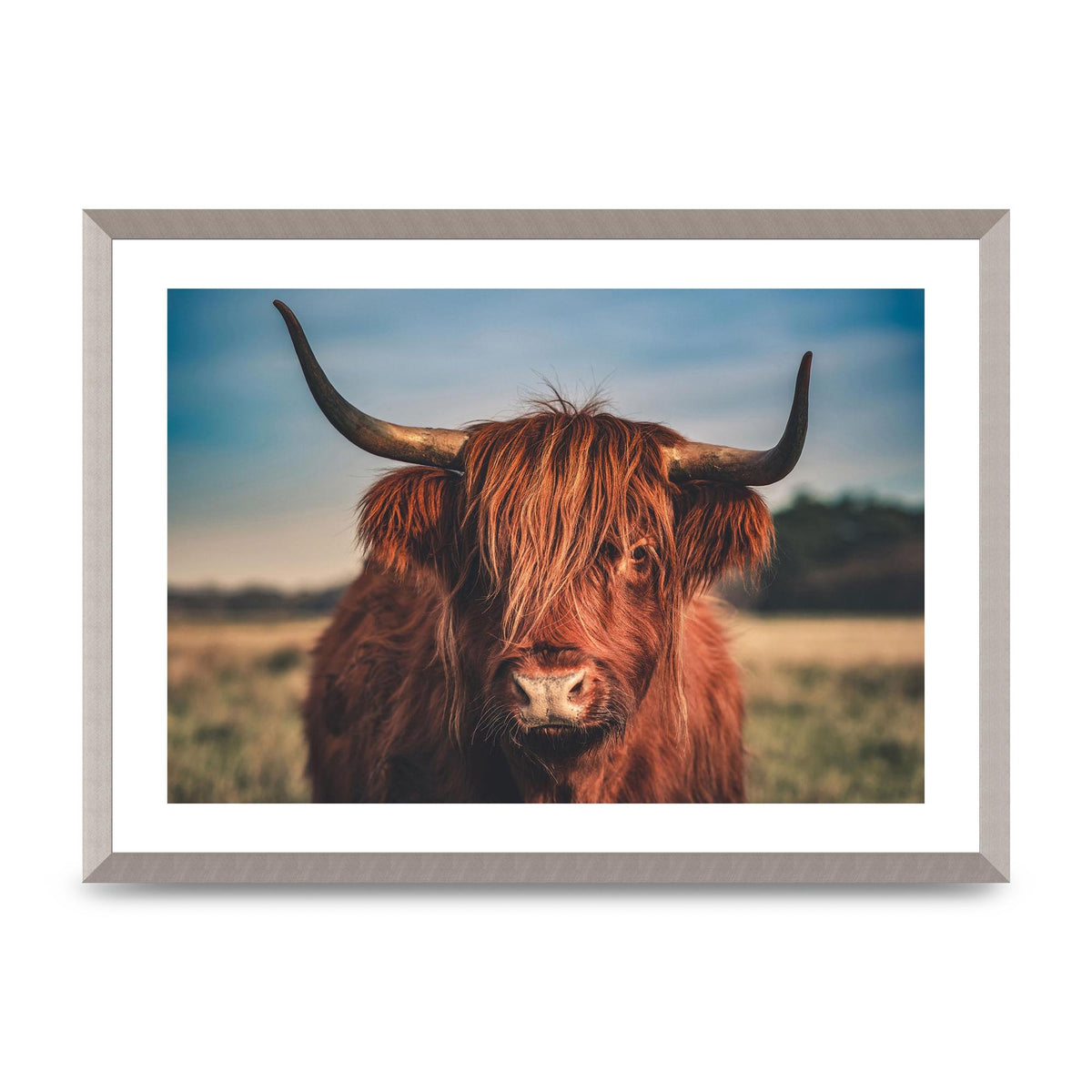 Hochlandrind Portrait Art For The Home - A2 framed
