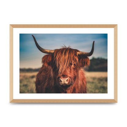 Hochlandrind Portrait Art For The Home - A2 framed
