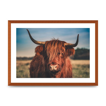 Hochlandrind Portrait Art For The Home - A2 framed