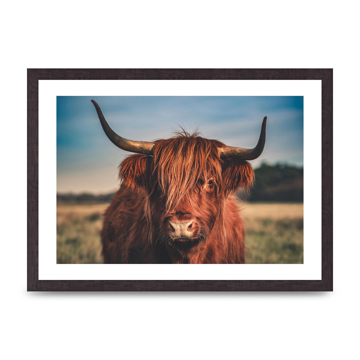 Hochlandrind Portrait Art For The Home - A3 framed
