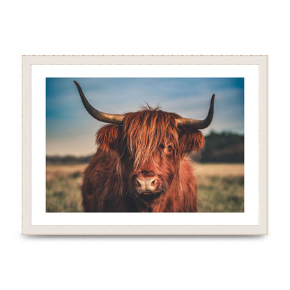 Hochlandrind Portrait Art For The Home - A3 framed