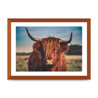 Hochlandrind Portrait Art For The Home - A3 framed