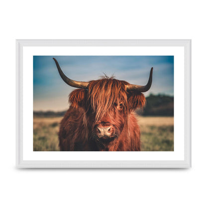 Hochlandrind Portrait Art For The Home - A3 framed
