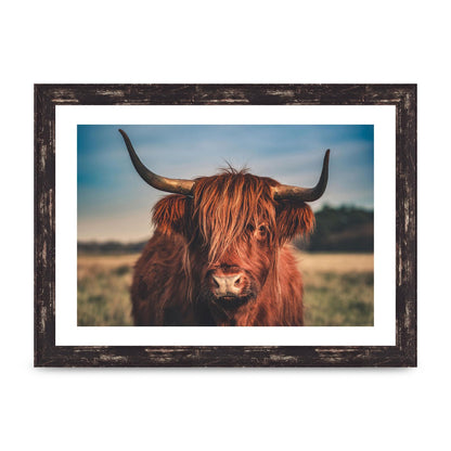 Hochlandrind Portrait Art For The Home - A4 framed