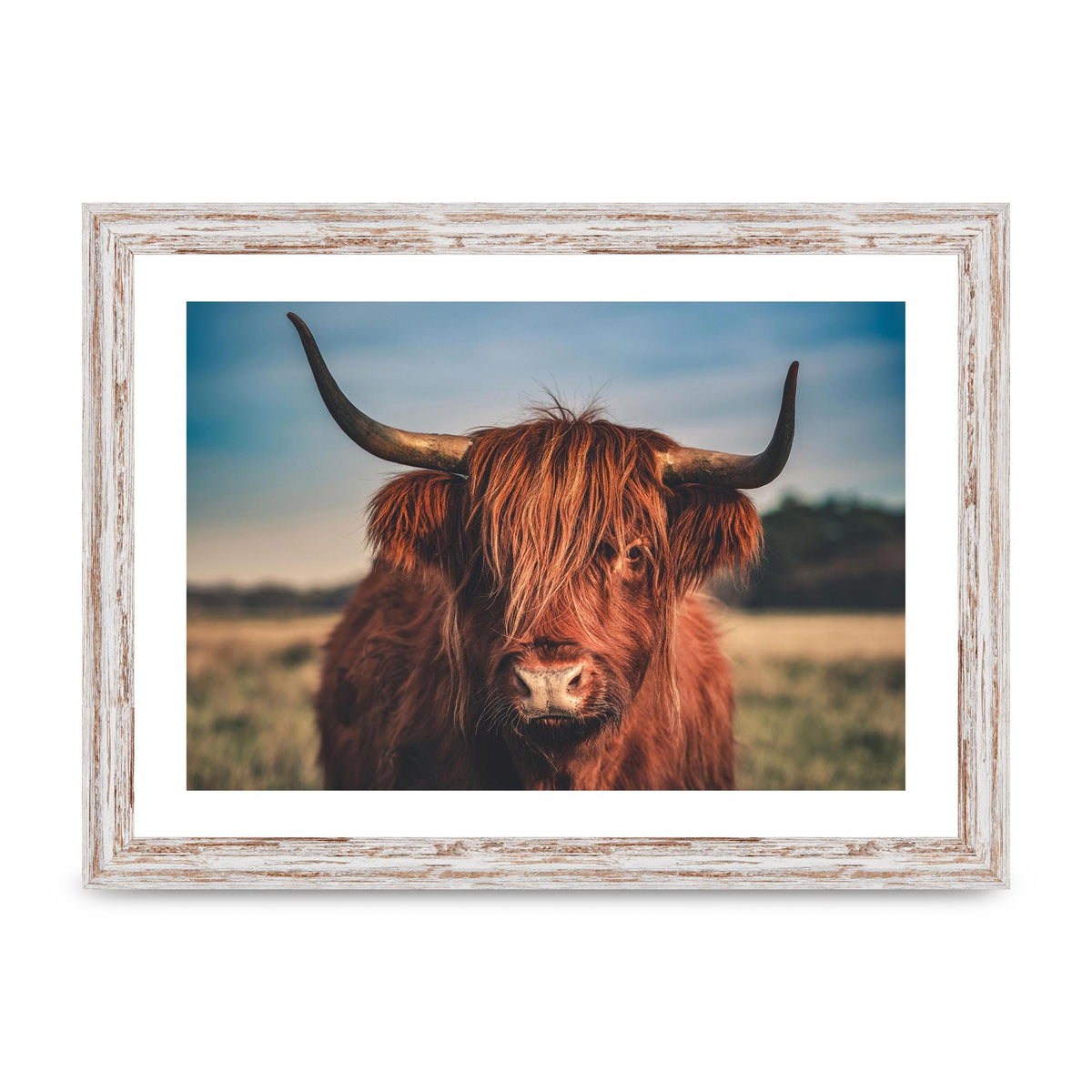 Hochlandrind Portrait Art For The Home - A4 framed
