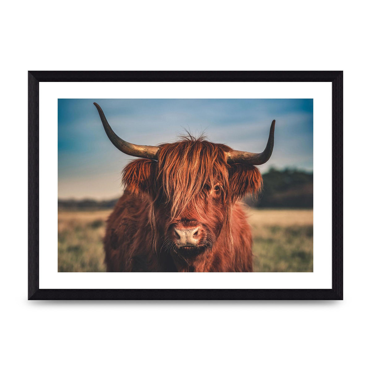 Hochlandrind Portrait Art For The Home - A4 framed
