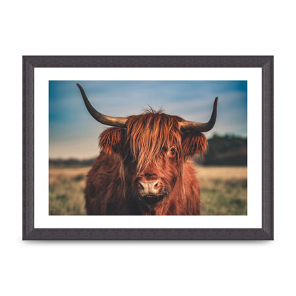 Hochlandrind Portrait Art For The Home - A4 framed