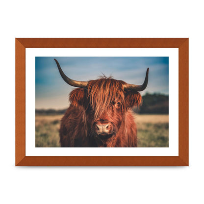 Hochlandrind Portrait Art For The Home - A4 framed