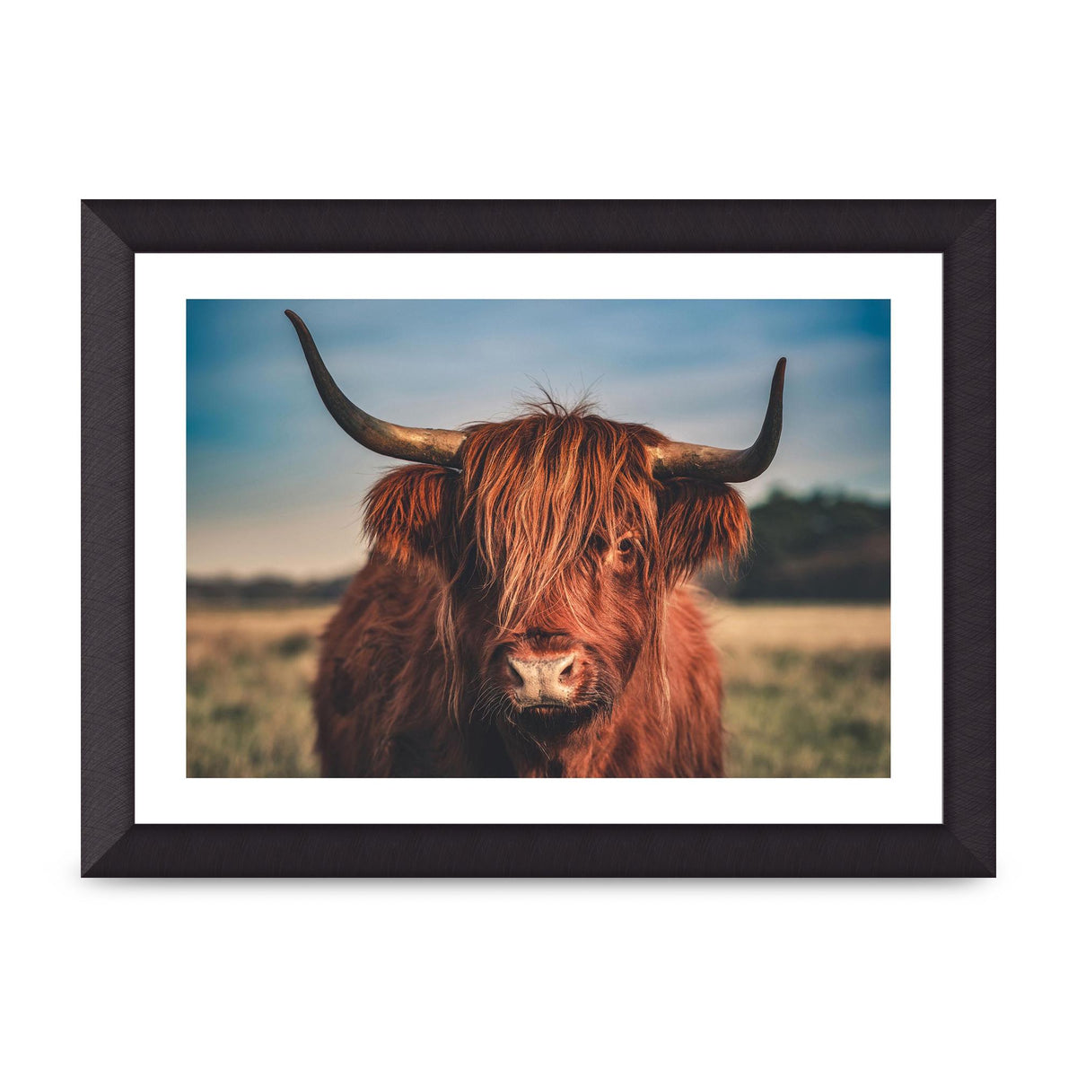 Hochlandrind Portrait Art For The Home - A4 framed