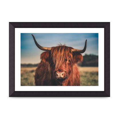 Hochlandrind Portrait Art For The Home - A4 framed