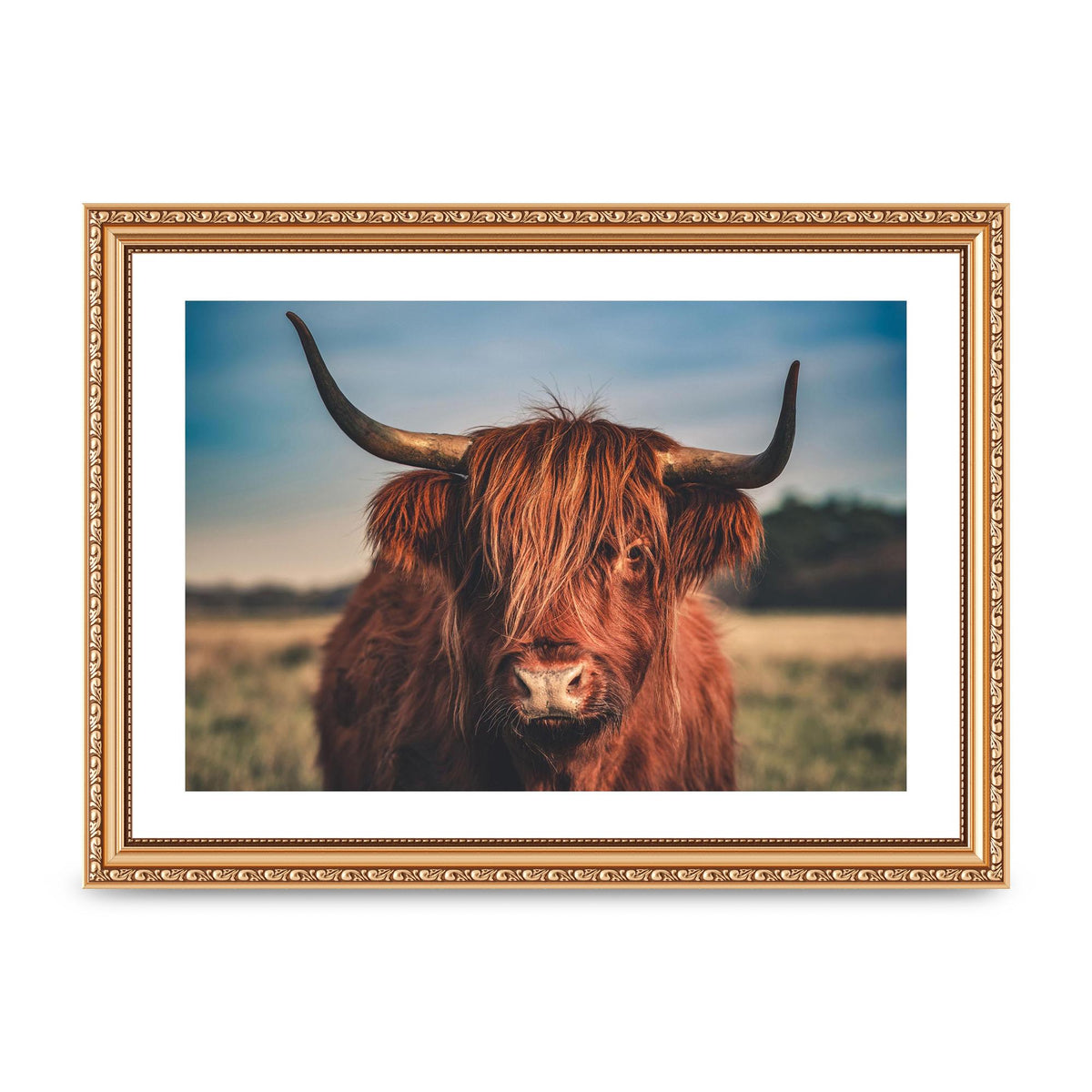 Hochlandrind Portrait Art For The Home - A4 framed