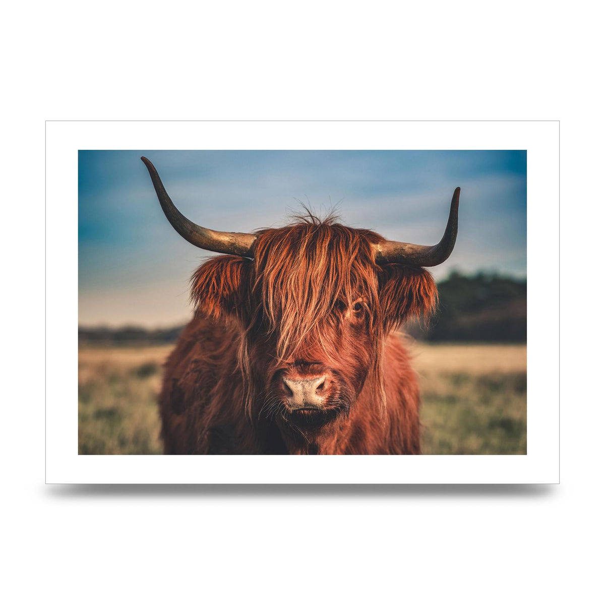 Hochlandrind Portrait Art For The Home - unframed print