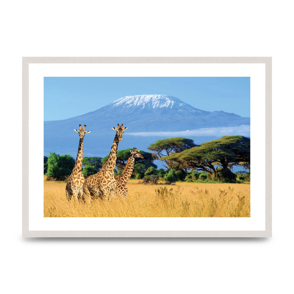 Three Giraffes In National Park Of Kenya Printed Poster - A2 framed