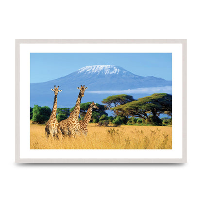 Three Giraffes In National Park Of Kenya Printed Poster - A2 framed