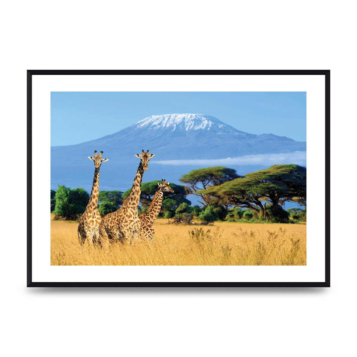 Three Giraffes In National Park Of Kenya Printed Poster - A2 framed