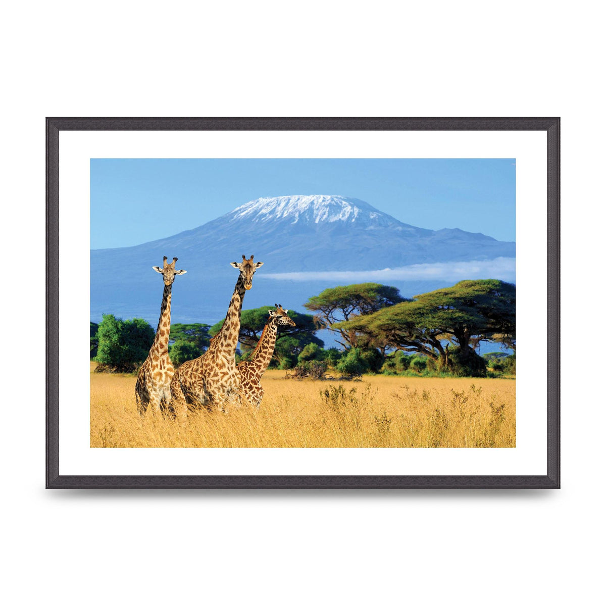Three Giraffes In National Park Of Kenya Printed Poster - A2 framed
