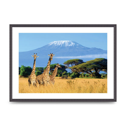 Three Giraffes In National Park Of Kenya Printed Poster - A2 framed