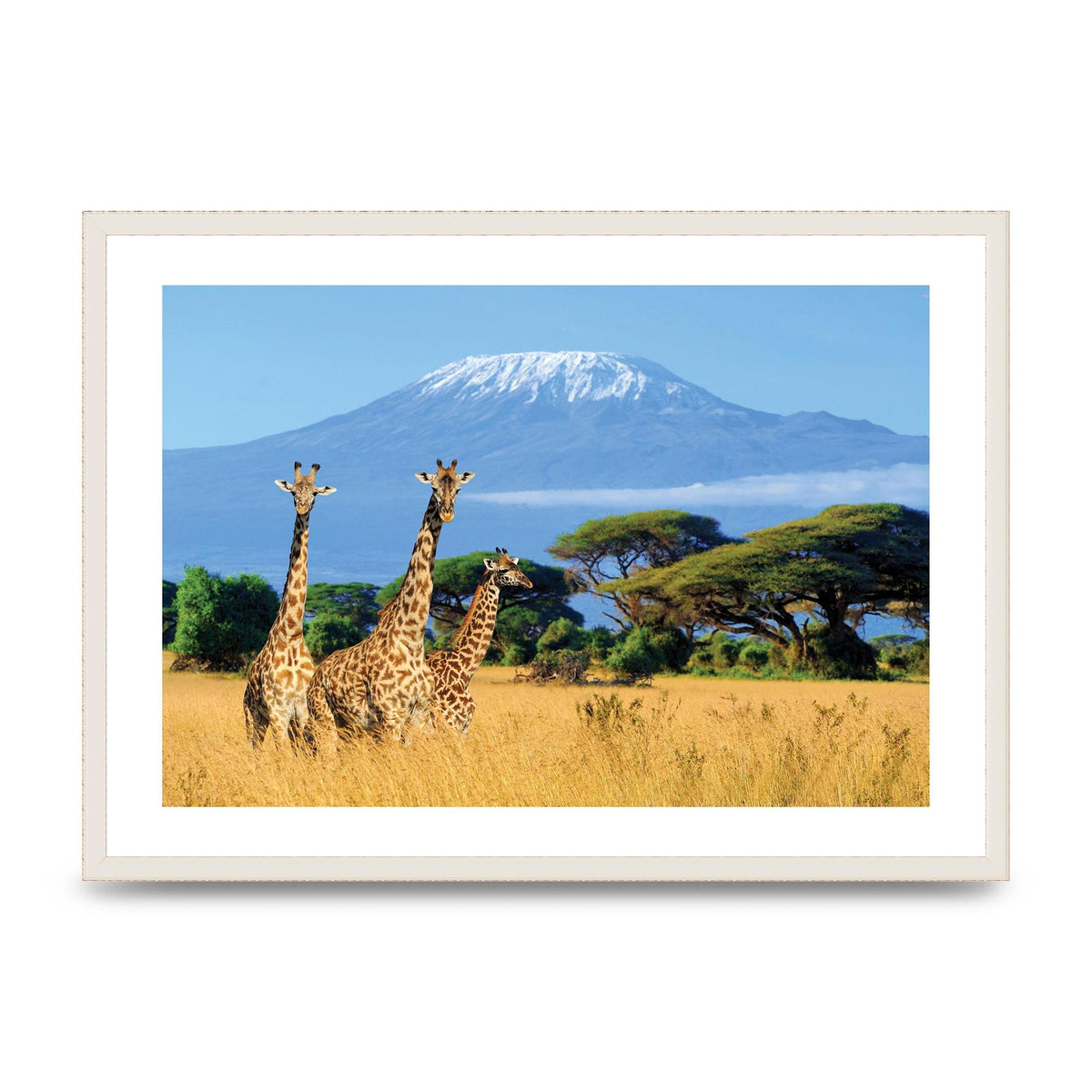 Three Giraffes In National Park Of Kenya Printed Poster - A2 framed