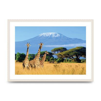 Three Giraffes In National Park Of Kenya Printed Poster - A2 framed