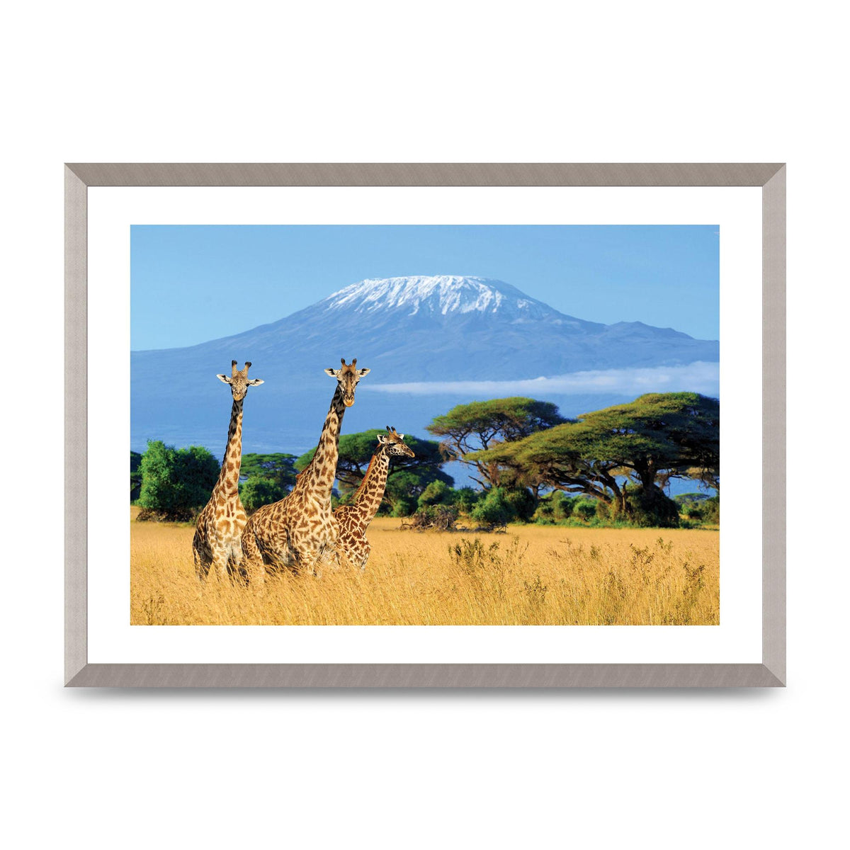 Three Giraffes In National Park Of Kenya Printed Poster - A2 framed