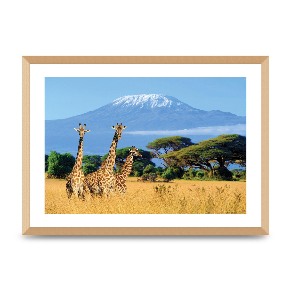 Three Giraffes In National Park Of Kenya Printed Poster - A2 framed