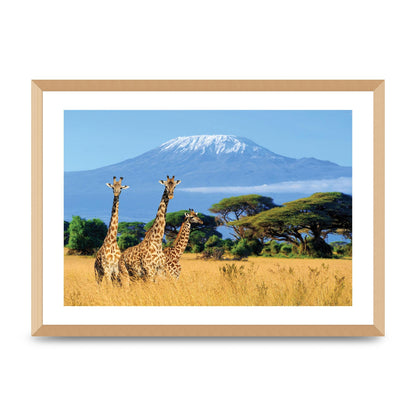 Three Giraffes In National Park Of Kenya Printed Poster - A2 framed