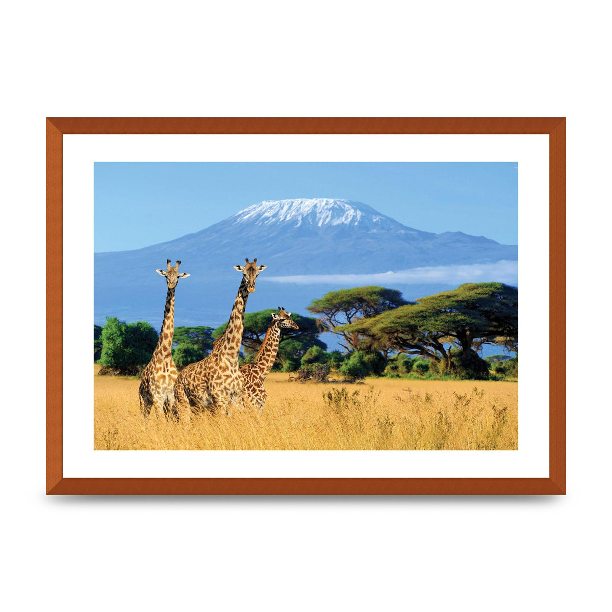 Three Giraffes In National Park Of Kenya Printed Poster - A2 framed