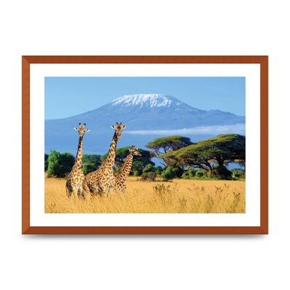 Three Giraffes In National Park Of Kenya Printed Poster - A2 framed
