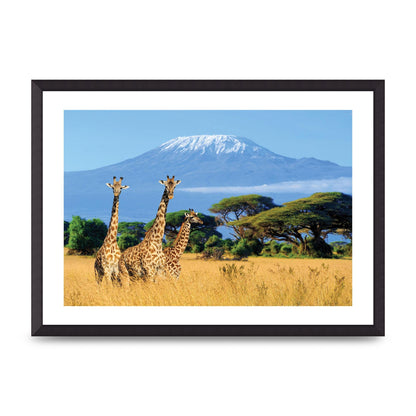 Three Giraffes In National Park Of Kenya Printed Poster - A2 framed