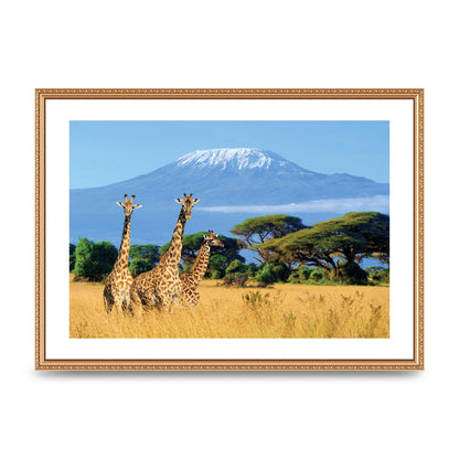 Three Giraffes In National Park Of Kenya Printed Poster - A2 framed